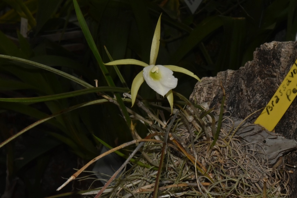 Brassavola perrinii Brassa12