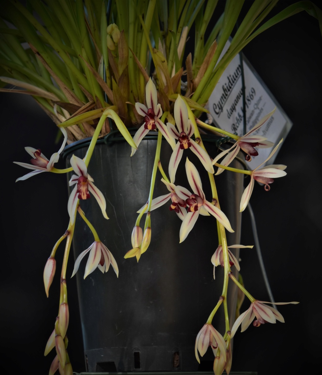 Cymbidium dayanum Cymbid16