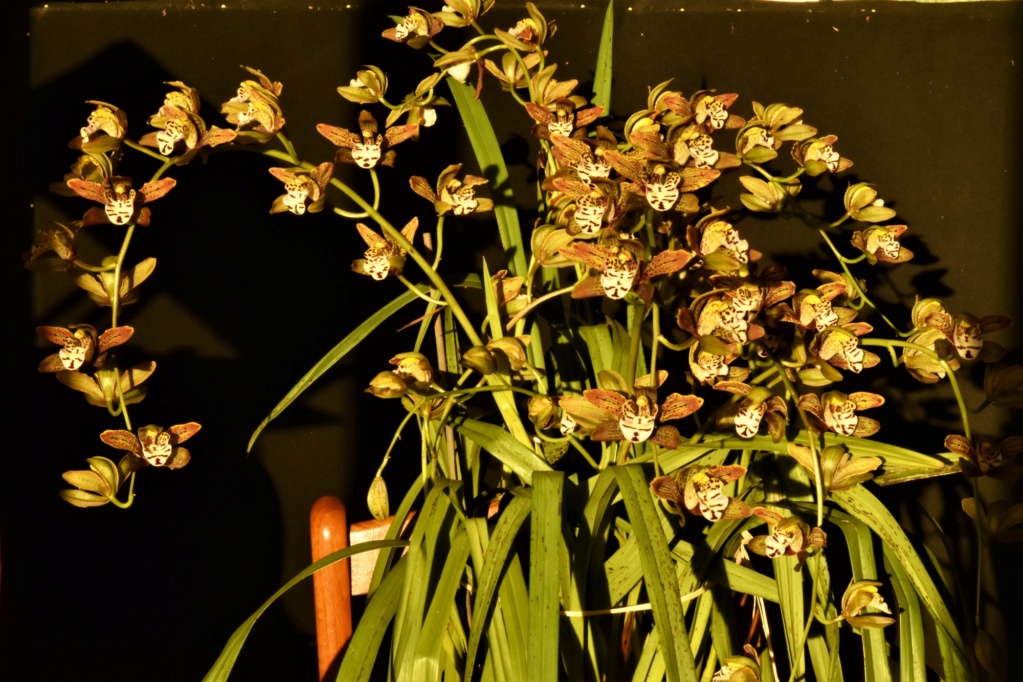 Cymbidium  Teeny Weeny  Cymbid18