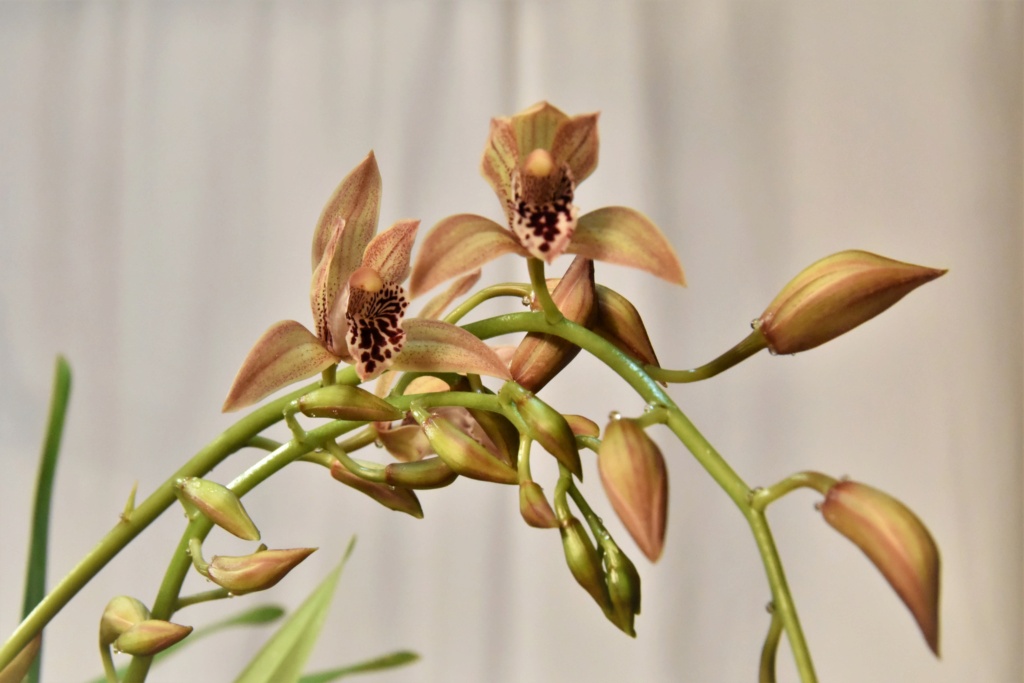 Cymbidium "Vogelsang" Cymbid25