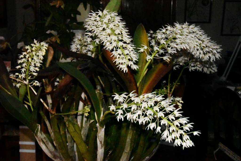 Dendrobium speciosum Dendro11