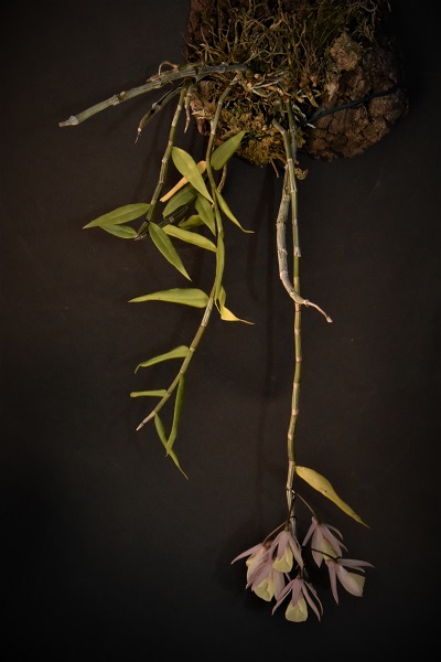 Dendrobium aphyllum (pierardii) Dendro15