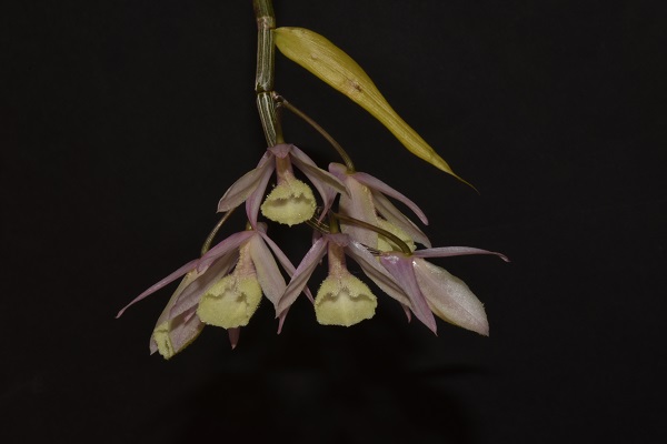 Dendrobium aphyllum (pierardii) Dendro16