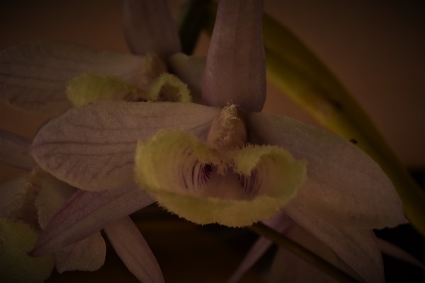 Dendrobium aphyllum (pierardii) Dendro17