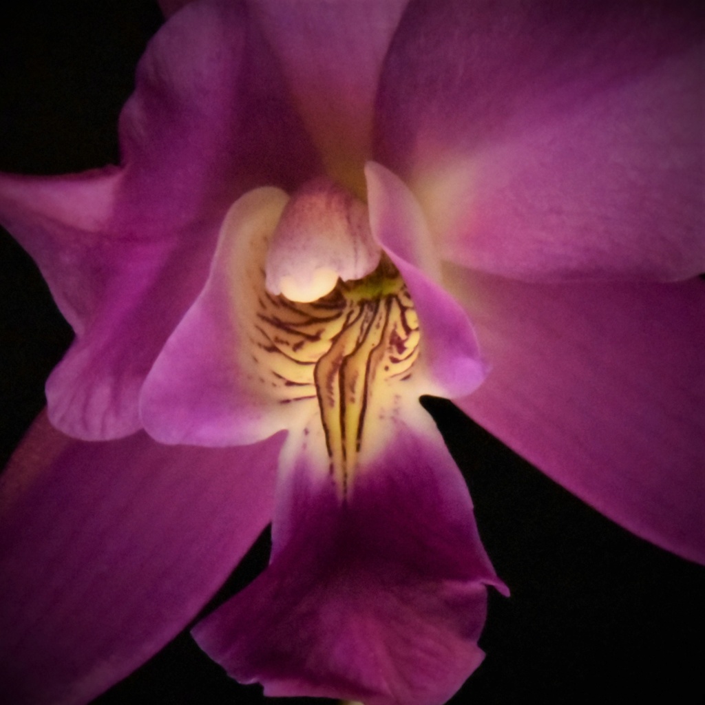 Laelia gouldiana Dsc_0020