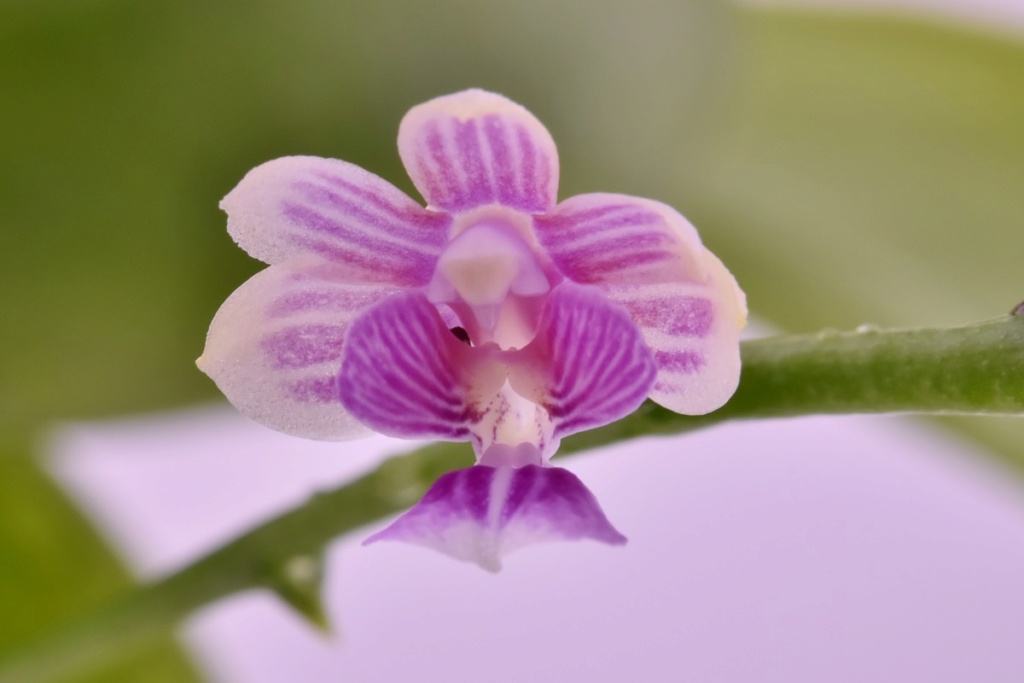 Phalaenopsis deliciosa subsp. deliciosa Phalae16