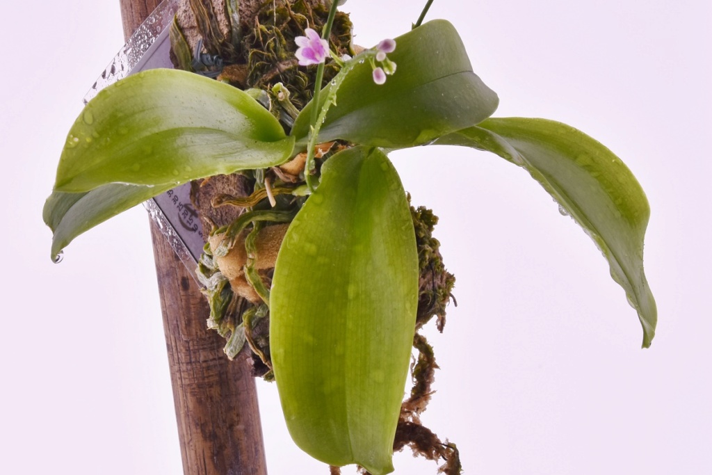 Phalaenopsis deliciosa subsp. deliciosa Phalae17