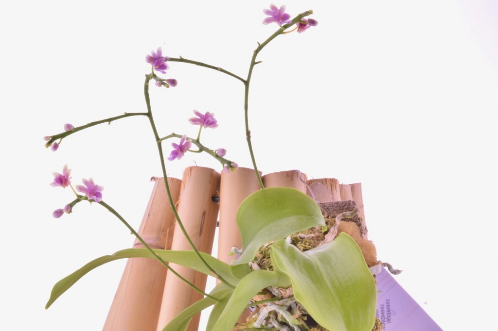Phalaenopsis deliciosa subsp. deliciosa Phalae18