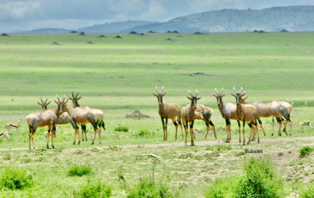 carnet de voyage au Kenya avec notre 4X4  46080610