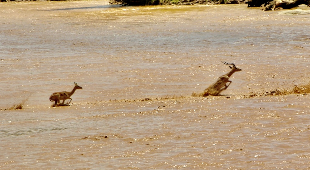 carnet de voyage au Kenya avec notre 4X4  88493110