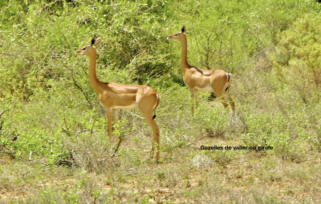 carnet de voyage au Kenya avec notre 4X4  B7c00210