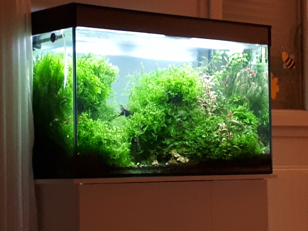 Mon Aquarium en Alsace - Page 10 20180910