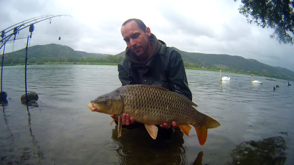 Première sortie sur le grands rhône et premires fishs 4kg10