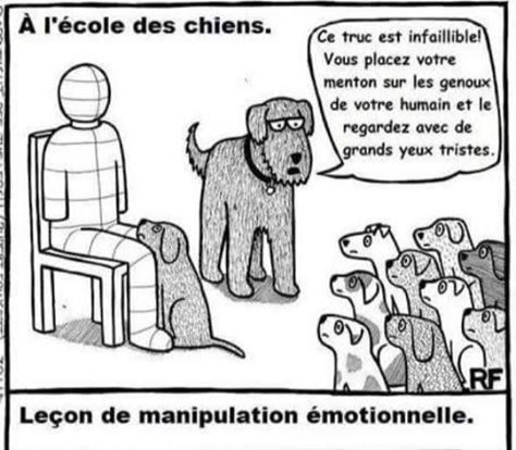 La manipulation des chiens Manipu10