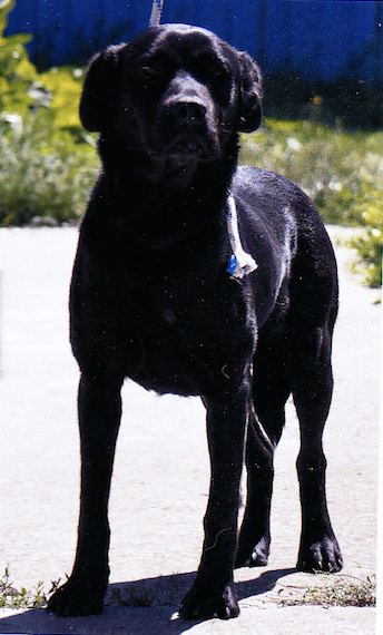 FOURRIERE DE BACKA TOPOLA (SERBIE) : AVRIL 2018 -> MARS 2019 Cane11
