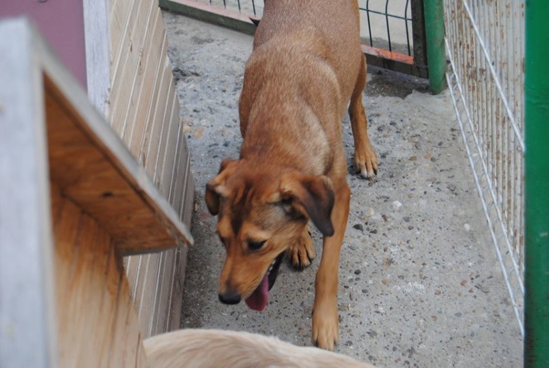 SAPHO F-X, taille moy., fuit l'homme, env. 18 kg, née env. 2015 (BACKA)(Pension MILICA)NON ADOPTABLE - Page 3 Sapho212