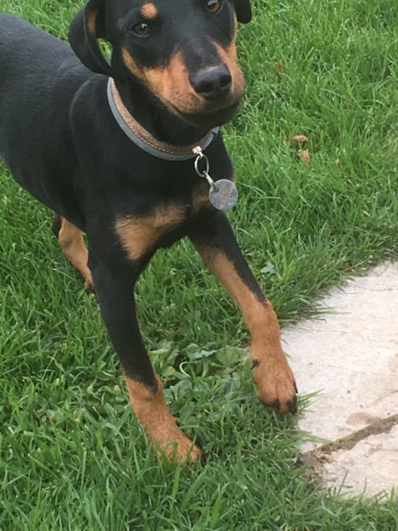 TESLA M-X terrier, petite taille, env. 2 kg, né 2018 (BACKA) - réservé FA Elizabeth (Départ14) Ts110