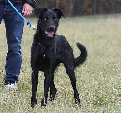 Kenji mâle croisé beauceron/labrador né en juin 2015 Kenji10