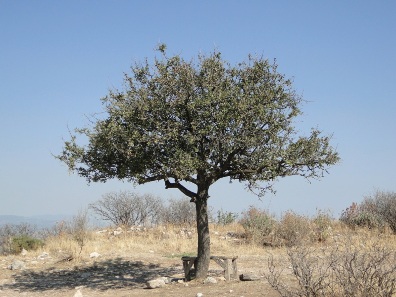 77 ΦΩΤΟΓΡΑΦΙΕΣ ΑΠΟ ΑΚΡΟΚΟΡΙΝΘΟ - 16/7/2024 Dsc01806