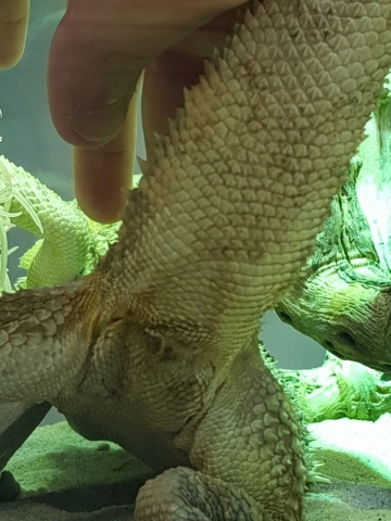 Cuisses de pogona - Page 2 20180626