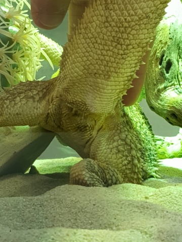 Cuisses de pogona - Page 2 20180627