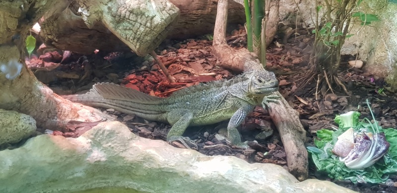 Le Zoo de Rome 20190647