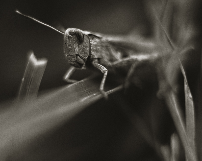 Photos d'insectes Pel110