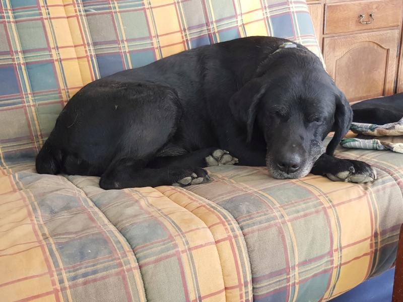 REMUS, croisé Labrador 12 ans - Page 6 20180612