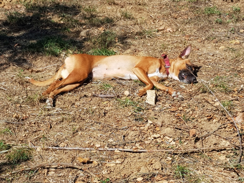 JOY , croisée malinois de petit gabarit, 11 mois - Page 2 20180911