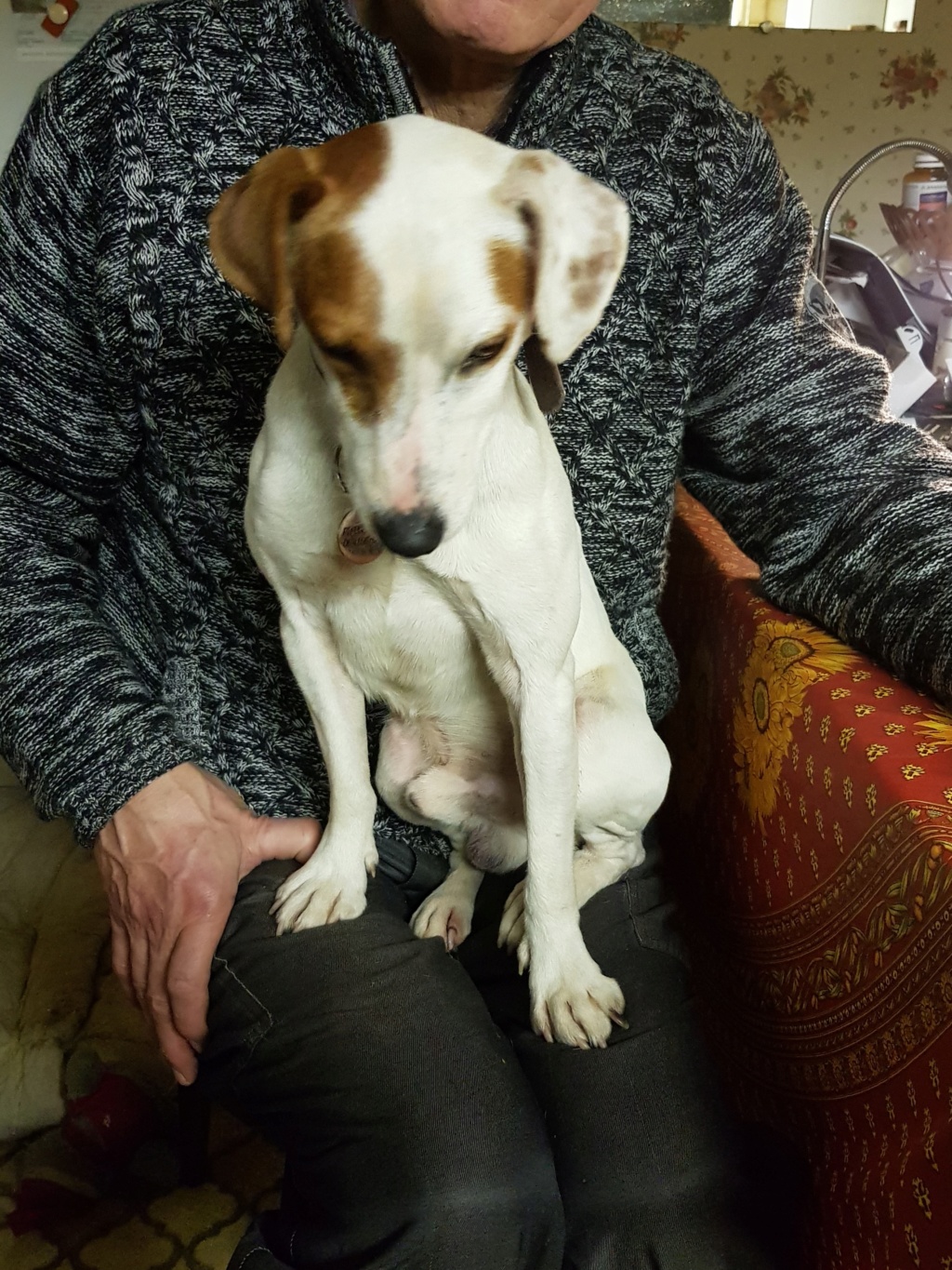 NINO, Jack Russel mâle, 2 ans et demi - Page 2 20191222