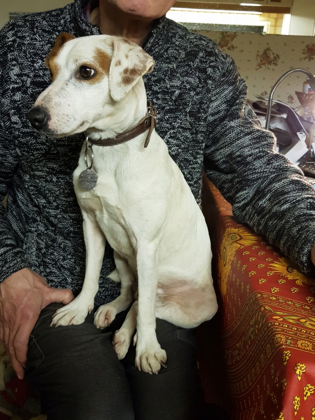 NINO, Jack Russel mâle, 2 ans et demi - Page 2 20191223