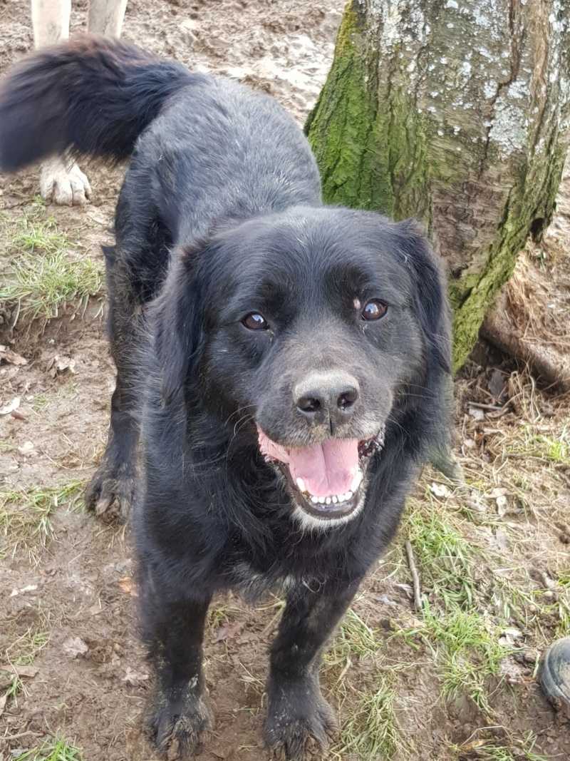 JACK, croisé Border Collie, 5 ans - Page 2 20210216