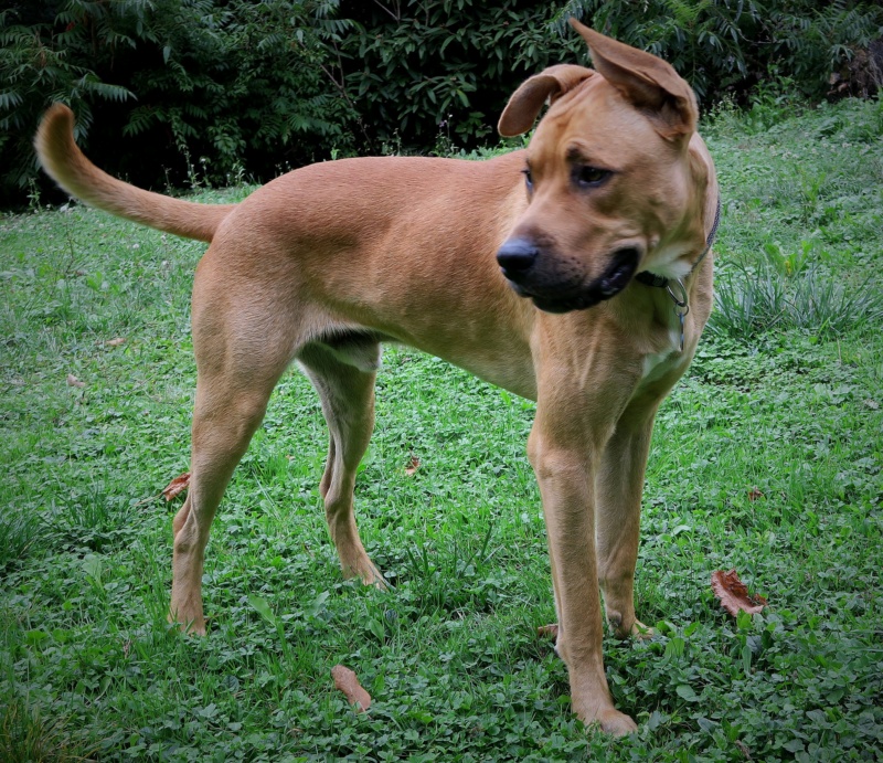 SKY, BOXER croisé AMSTAFF  10 mois Img_2423