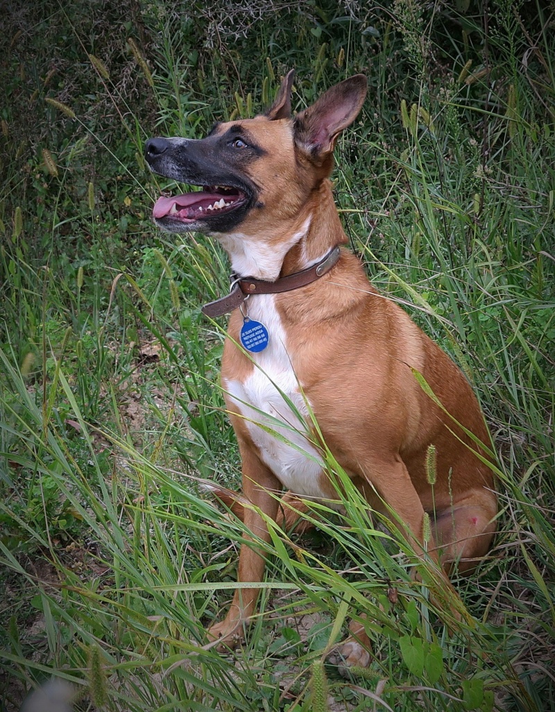 JOY , croisée malinois de petit gabarit, 11 mois - Page 5 Img_2513