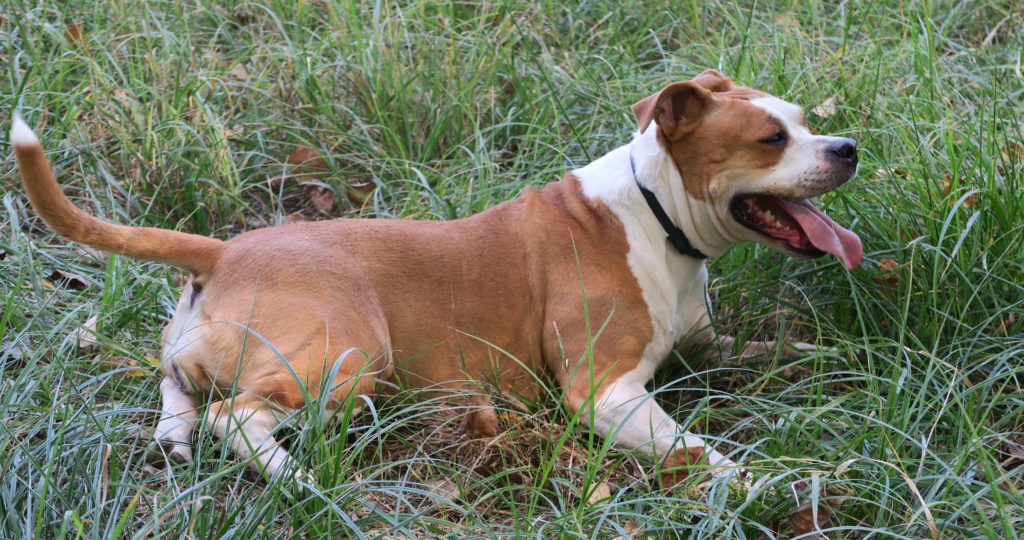 ASHKA, femelle AMSTAFF, 2 ans et demi - Page 25 Img_2814