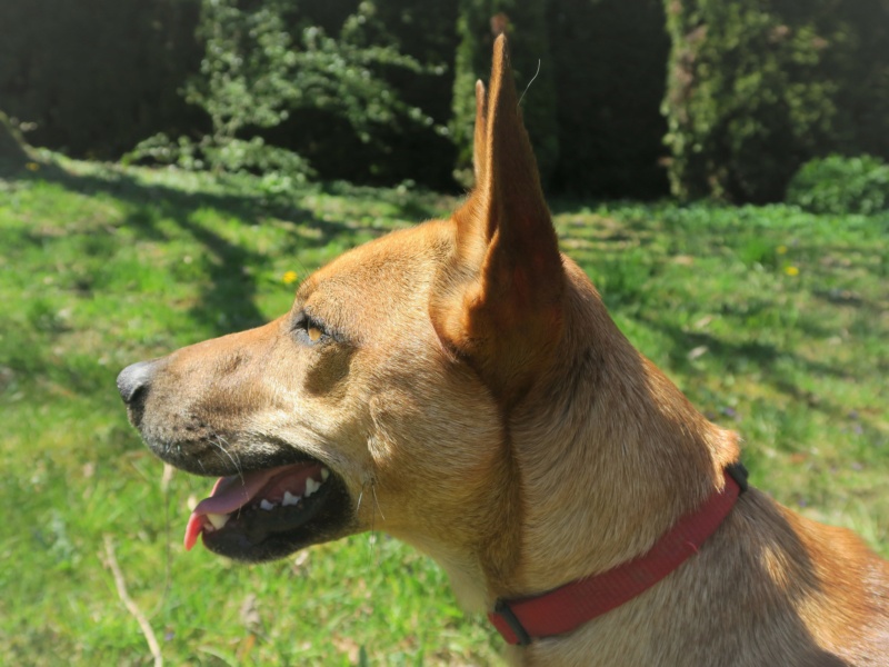 PACHA, croisé Malinois de petit gabarit 2 ans Img_6410