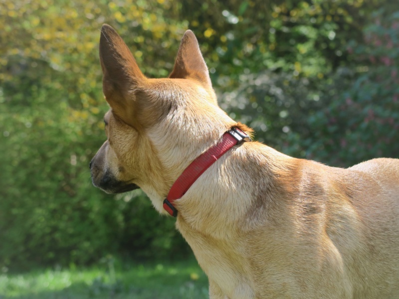 PACHA, croisé Malinois de petit gabarit 2 ans Img_6512