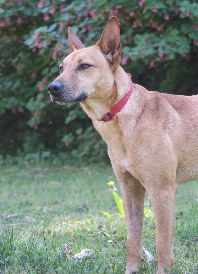 PACHA, croisé Malinois de petit gabarit 2 ans Img_6513