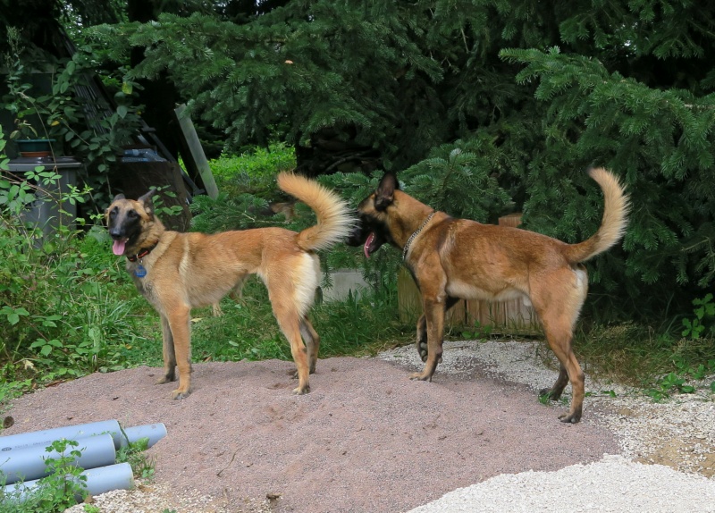 PUCCINO, malinois mâle, 2 ans - Page 2 Img_8012