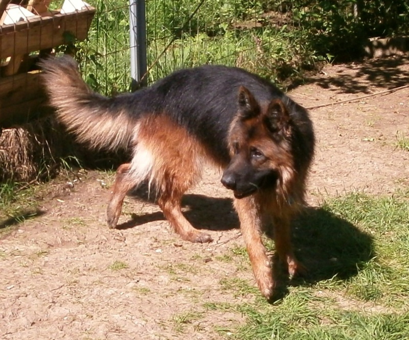 LUCKY, Berger Allemand mâle, 5 ans et demi - Page 4 P6011315