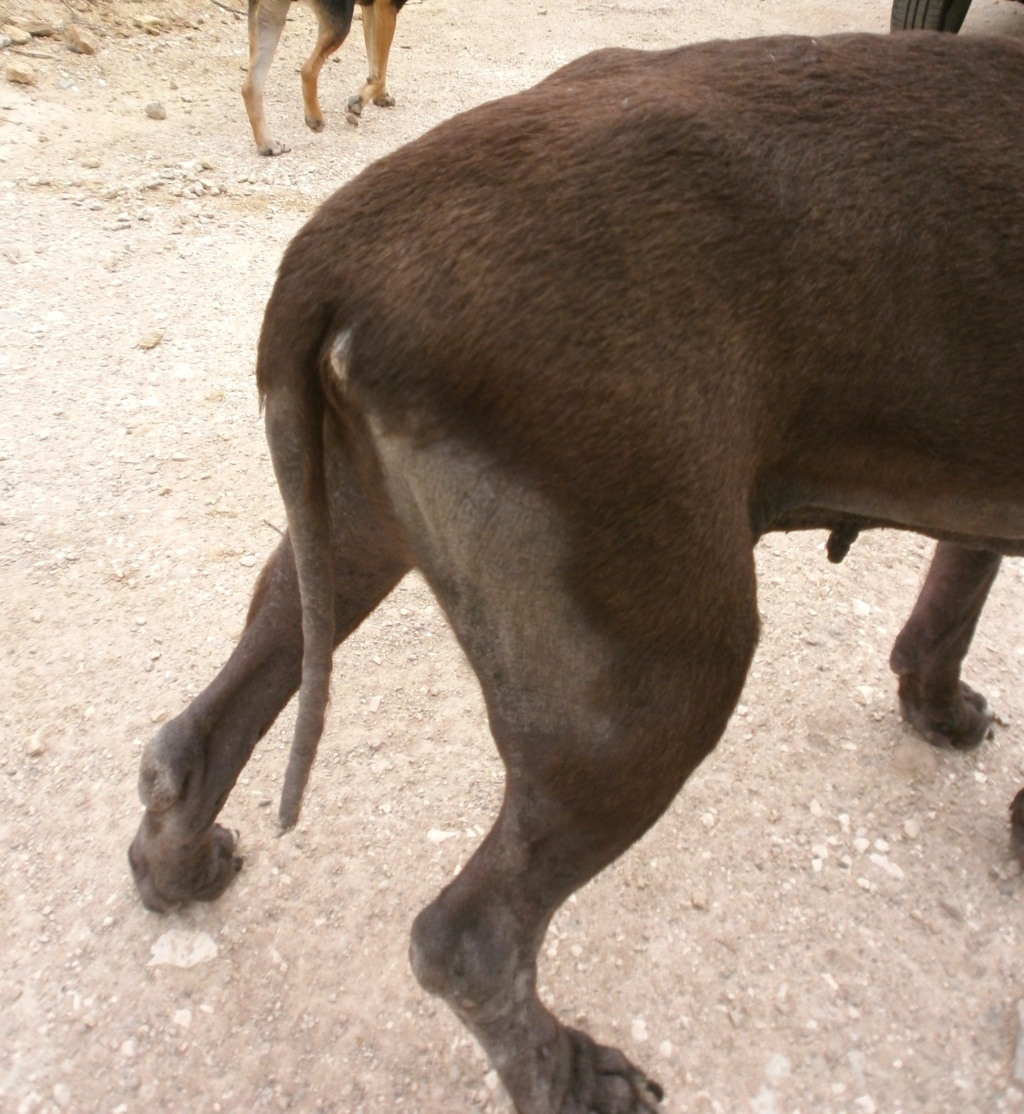 SULTAN , mâle croisé Amstaff, 7 ans, 38 kilos P6031313