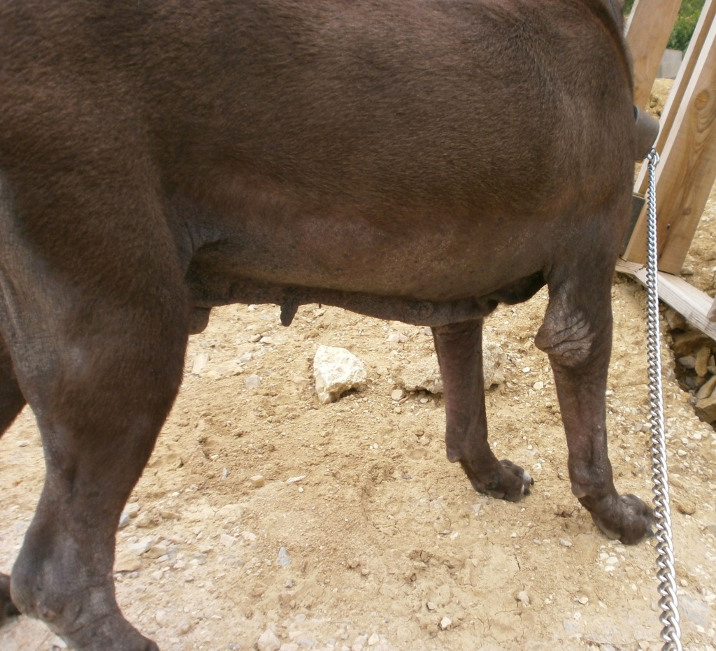 SULTAN , mâle croisé Amstaff, 7 ans, 38 kilos P6031314