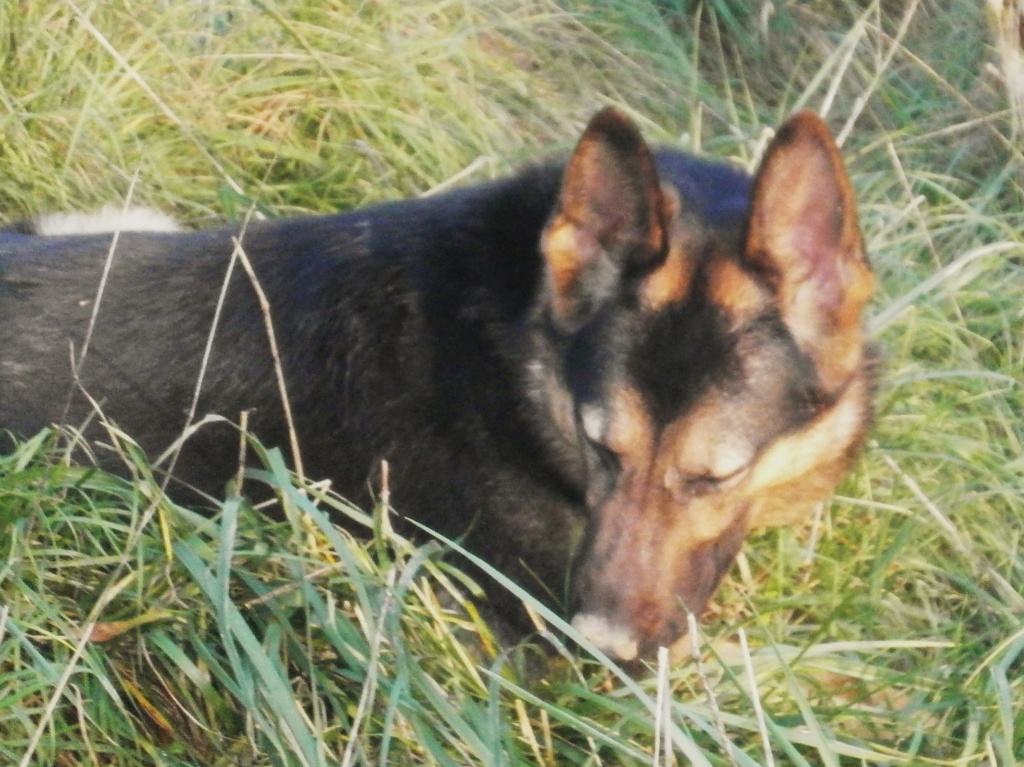 NINJA, femelle Berger Allemand, 2 ans et 3 mois Pb201311