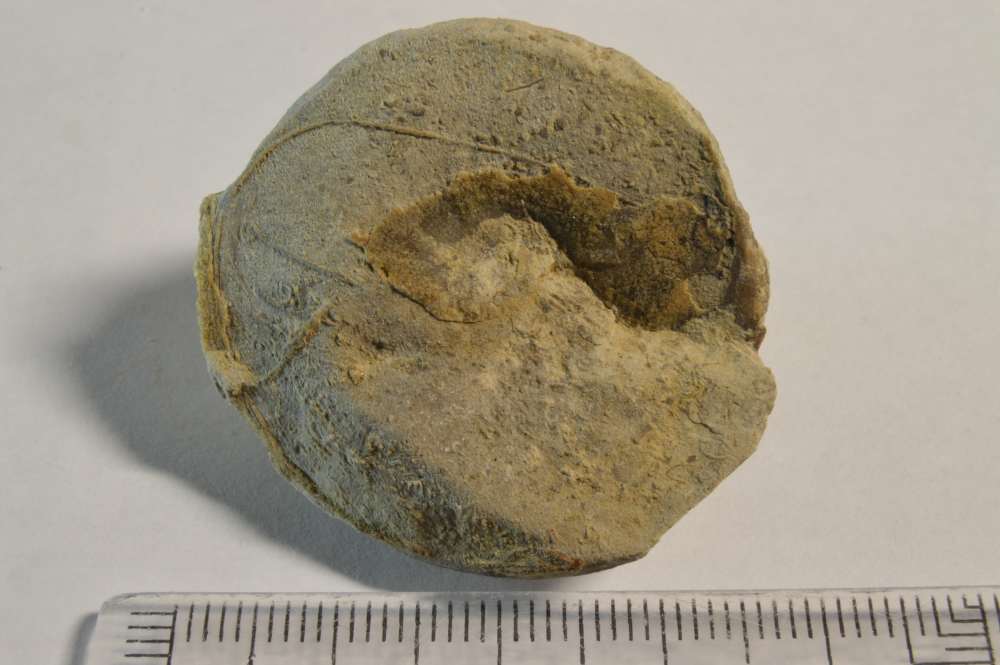 Gasterópodos cretácicos (moldes) Dsc_0616