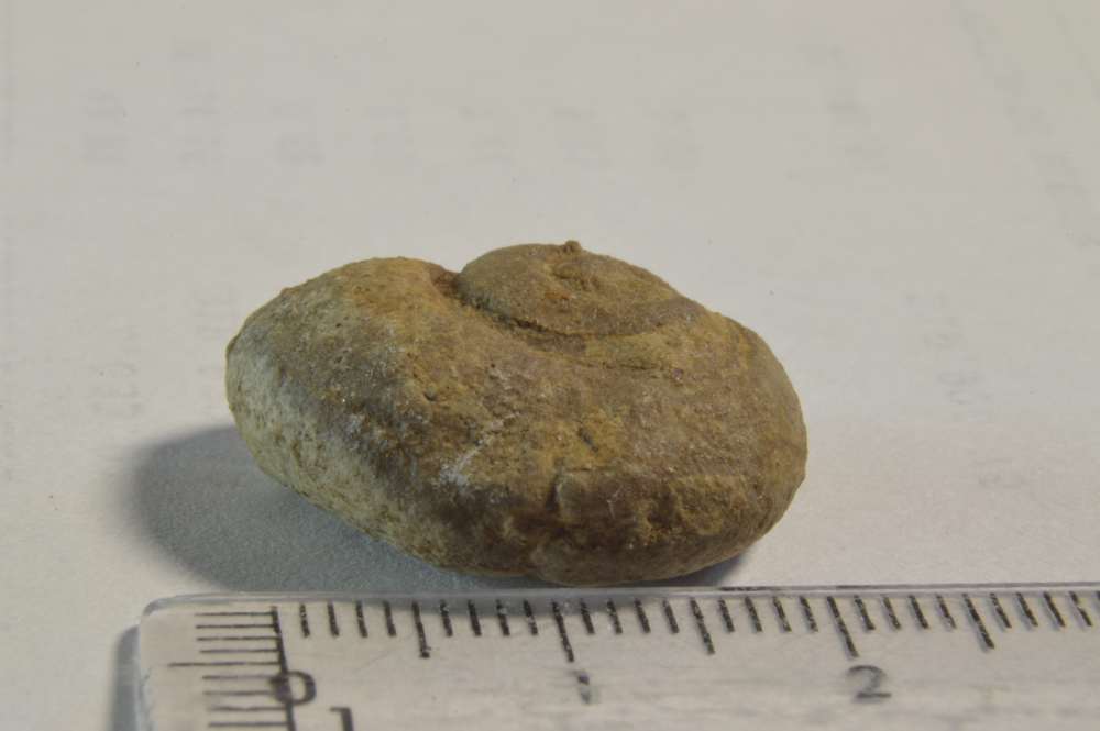 Gasterópodos cretácicos (moldes) (2) Dsc_0714