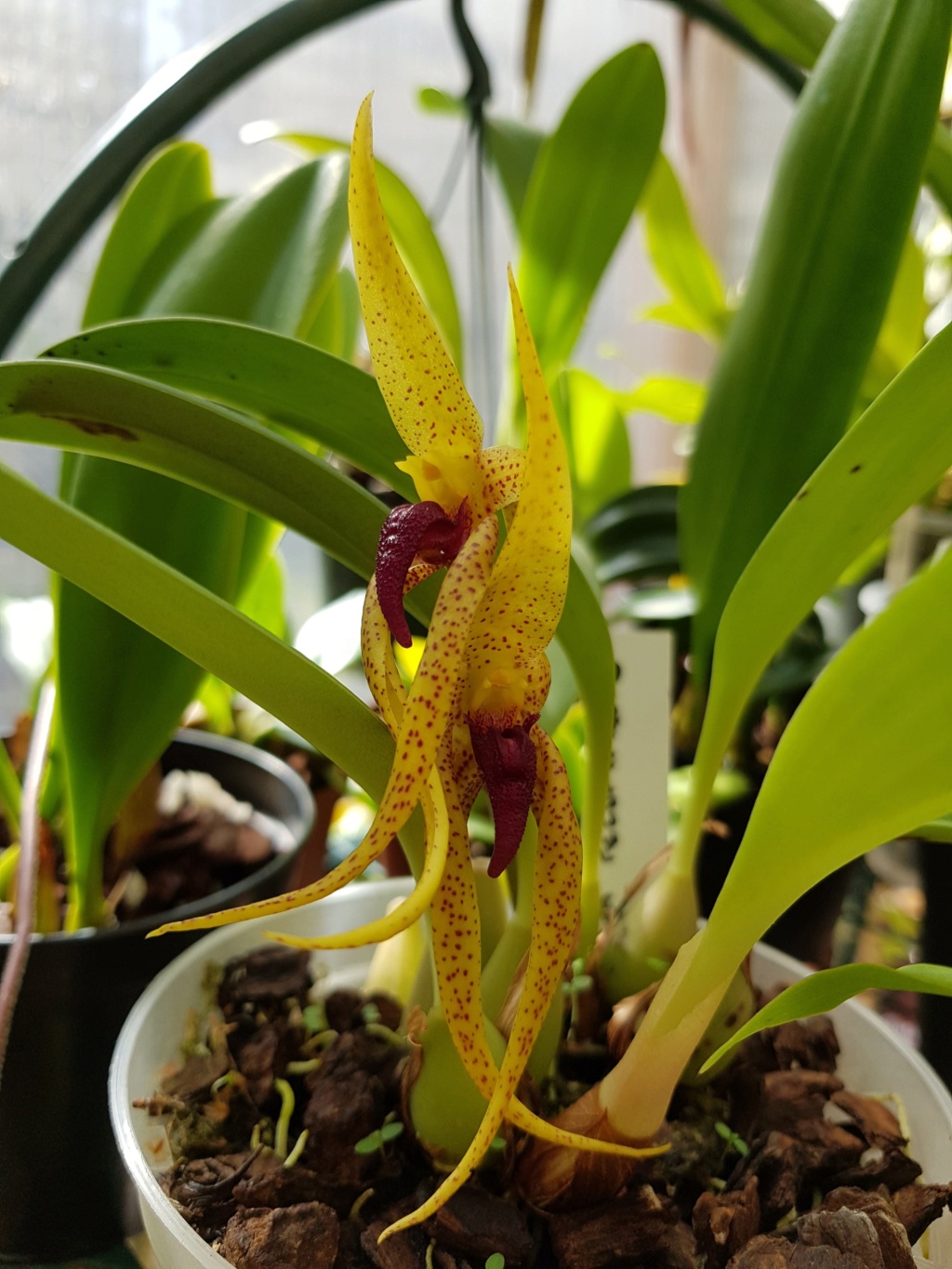 Bulbophyllum recurvilabre 20180815