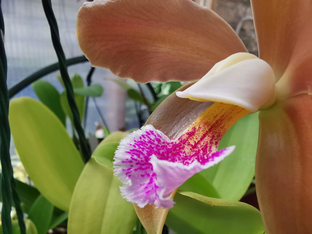 Cattleya granulosa Img_2046