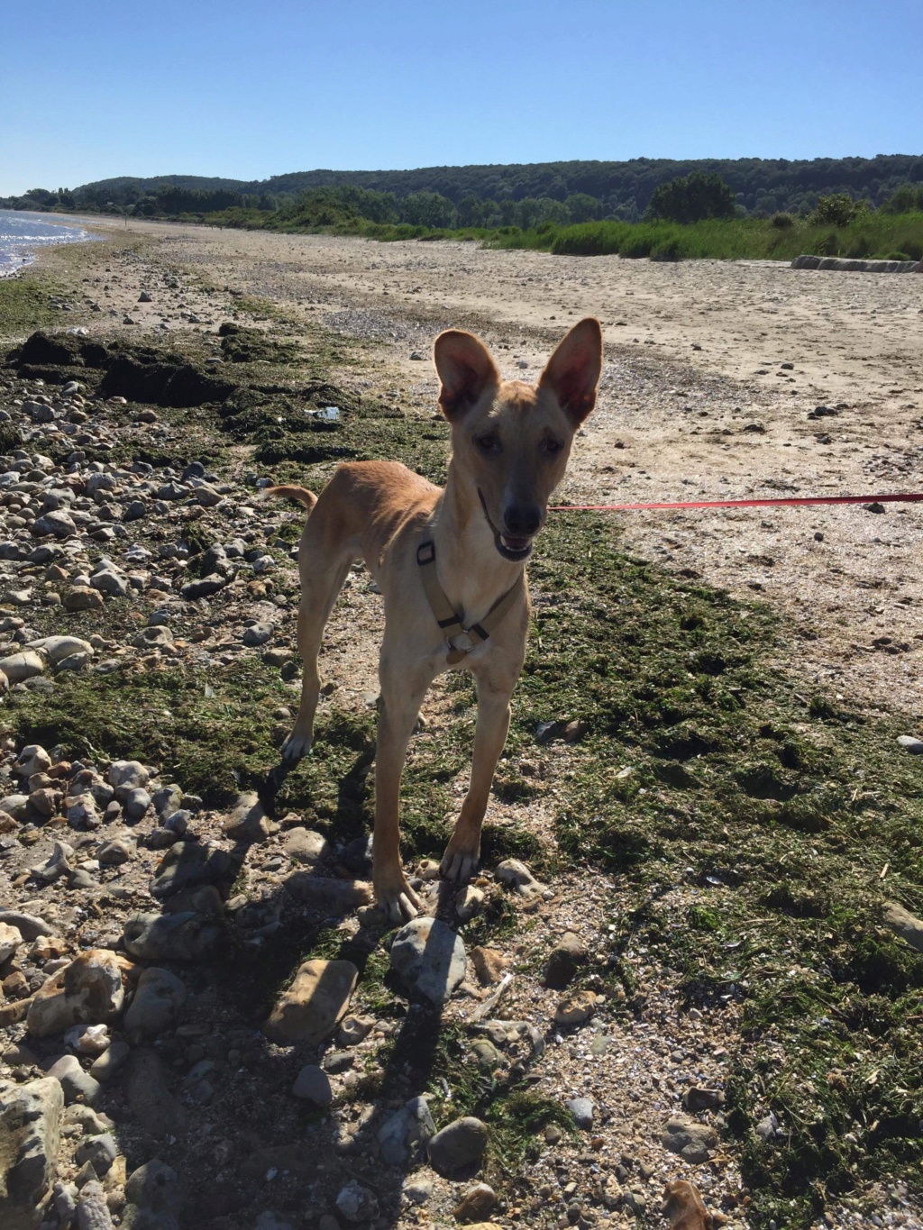 ODY (refuge de Sitia) mâle croisé né en 2016. A l'adoption en Normandie Img_1535