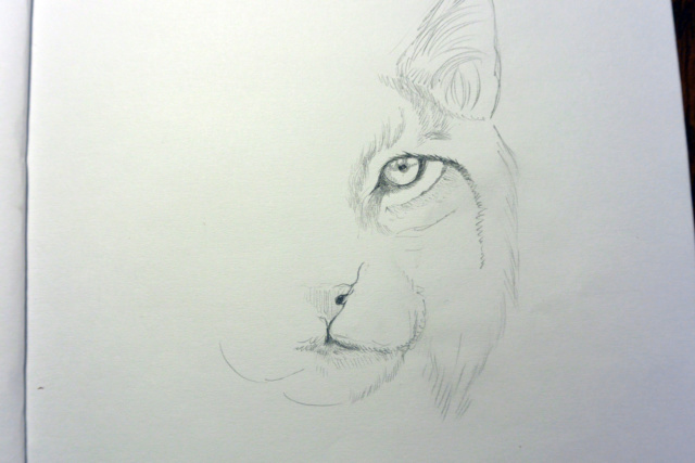 Portrait Lynx  Dsc_3124