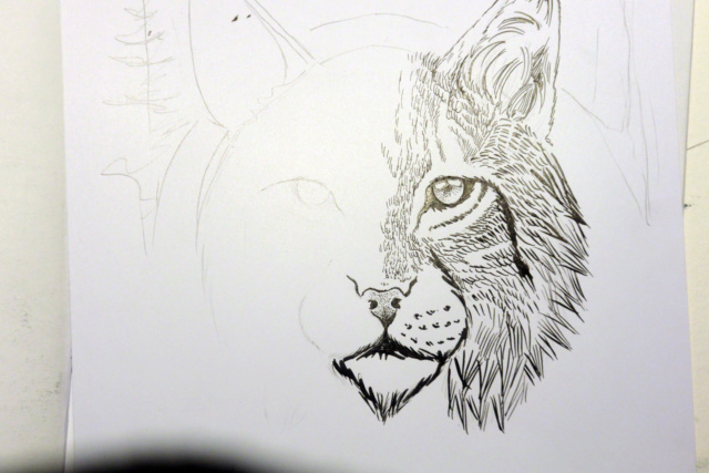 Portrait Lynx  Dsc_3128